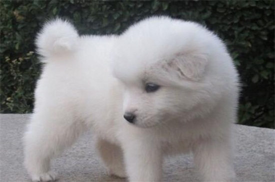 萨摩耶幼犬怎么养，饮食合理清洁卫生并定期接种疫苗