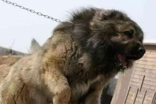 高加索为什么没人养，很少有人养高加索犬的5个原因