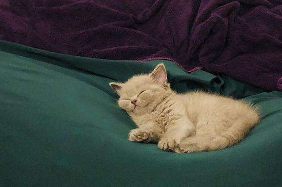 猫瘟半个月可以养猫不
