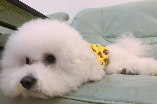 小比熊咳嗽怎么办