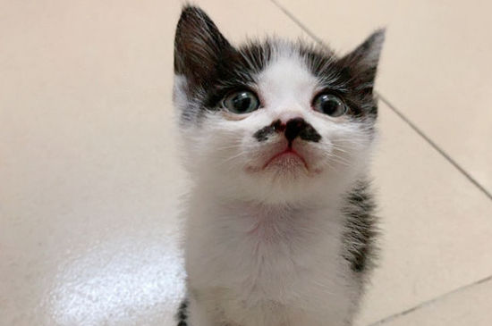 猫无征兆突然死亡