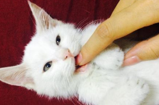 猫猫对人有影响吗