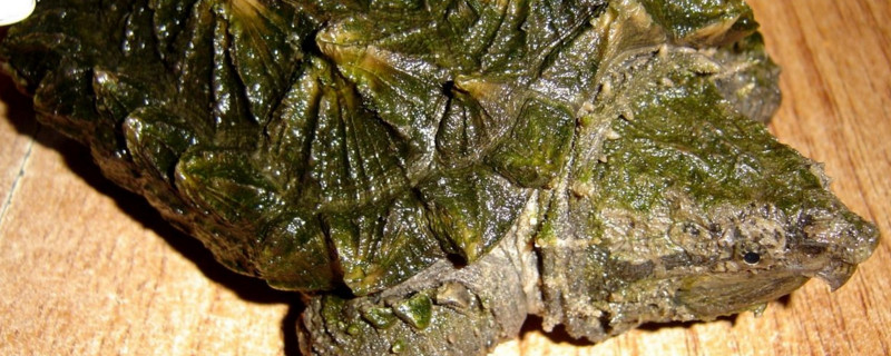 鳄龟腐皮怎么治