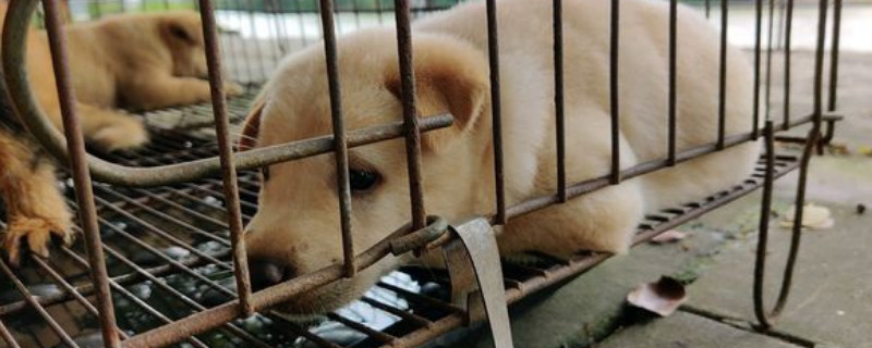 小狗鼻子流黄浓鼻涕