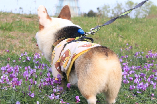 柯基犬的缺点