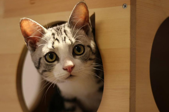 猫突然不粘人预示什么