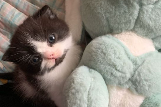 猫粮为什么会生蛆