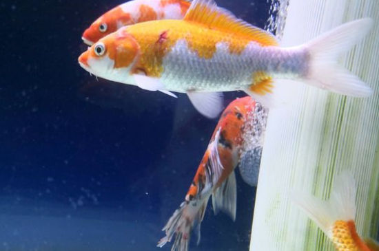 锦鲤喜欢新水还是老水