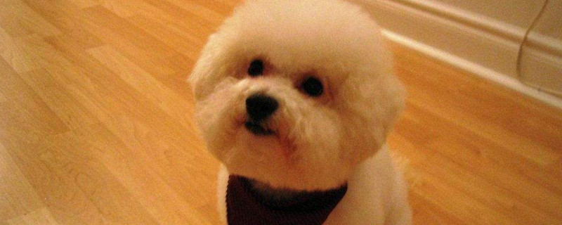狗眼睛肿了怎么办