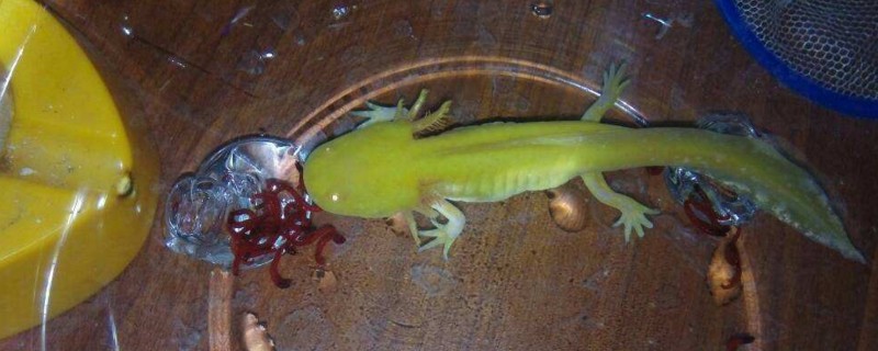 六角龙鱼怀孕征兆