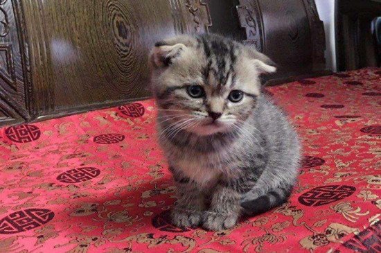 小奶猫怎么看折耳