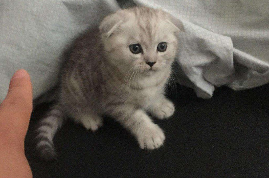 两个月折耳猫怎么养