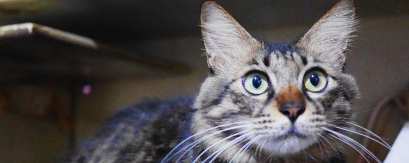 狸花猫上品怎么判断
