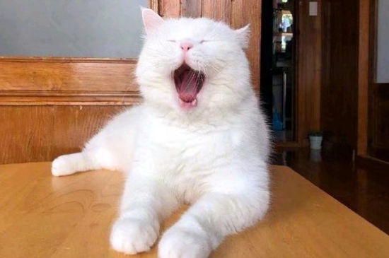 猫耳朵上长癣毛掉了