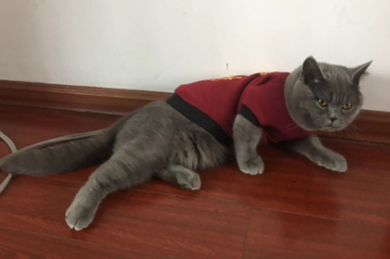 猫乱拉屎怎么教育