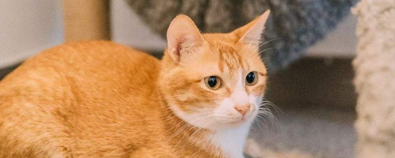 猫为什么用后脚蹬主人