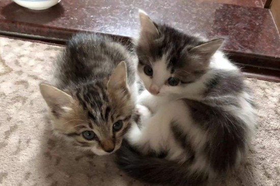 两只小猫打架怎么办