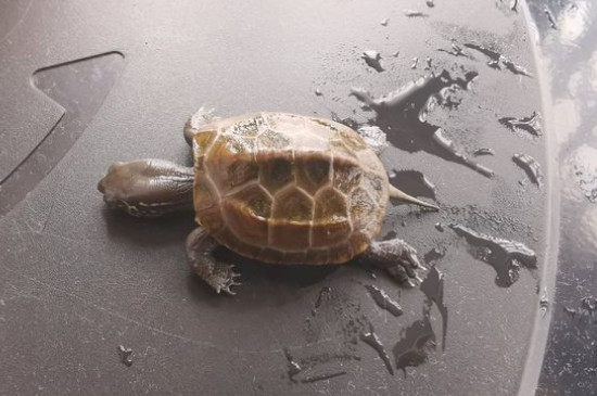 乌龟生气不吃东西怎么办