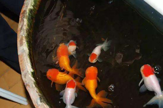 第一次养金鱼注意什么问题