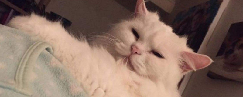 如何让猫咪晚上不闹腾