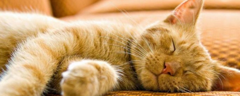 怎么防止猫咪每天早上叫唤