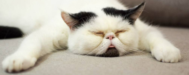 猫咪贪睡是怎么回事