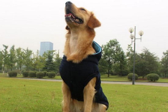 旧衣服做狗狗衣服步骤