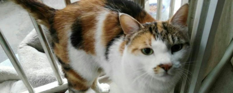 猫肠炎症状