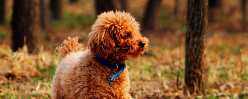 泰迪犬便秘怎么办