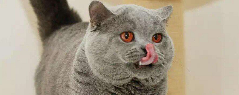 英短蓝猫一天吃多少