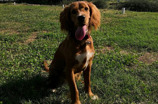 美国可卡犬掉毛吗