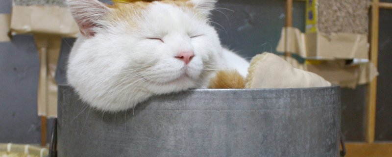 猫咪吃撑了的症状