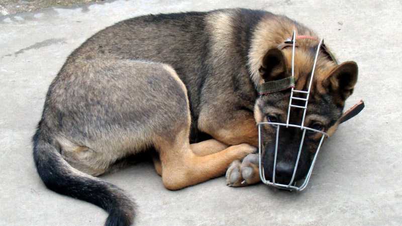诊断狗狂犬六个标准