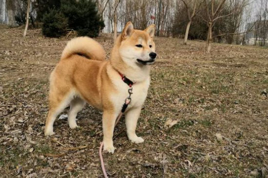 狗狗呼吸有声音
