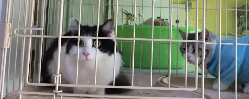 奶牛猫认主人吗