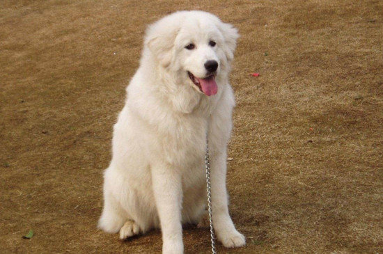 大白熊犬怎么没人养