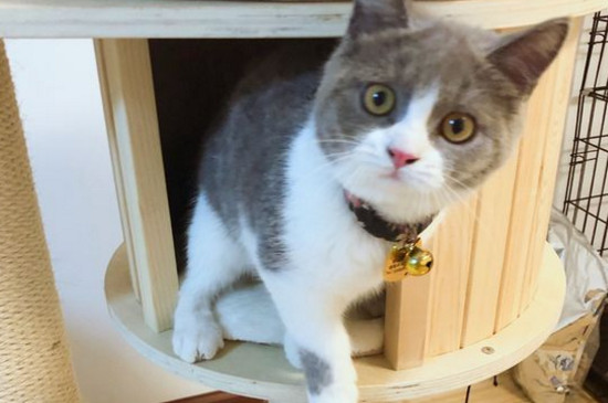 猫咪咪咪旁边有黑点