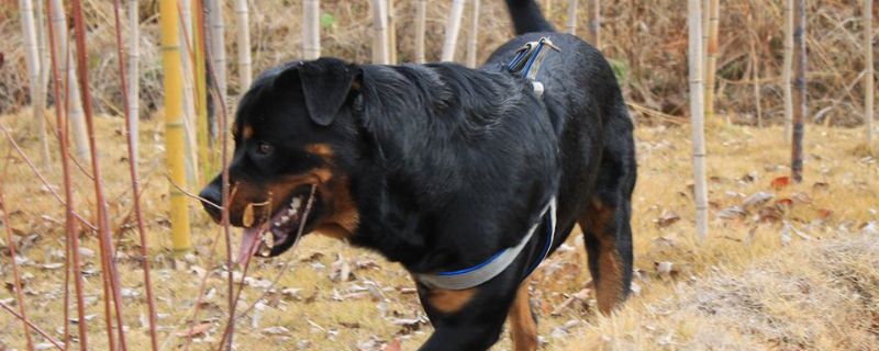罗威纳犬怎么训练
