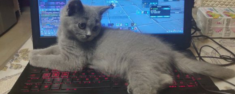 猫咪在床上尿的原因