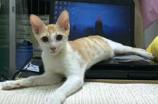 养猫的诡异禁忌