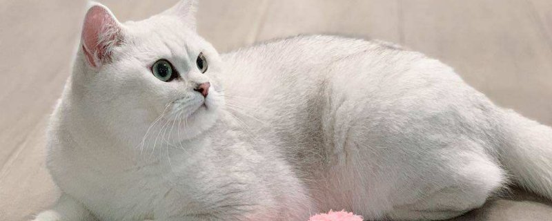 猫抓伤口形状