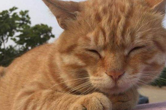 猫暴瘦的原因