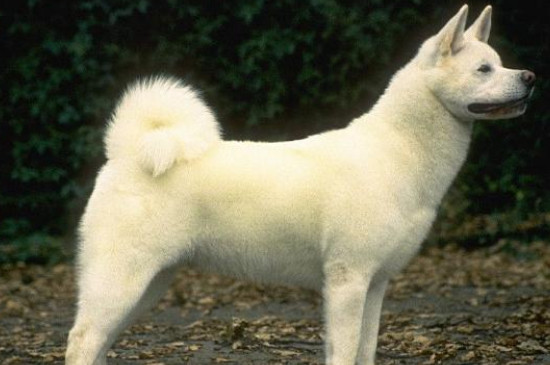 卡南犬值多少钱一只，卡南犬图片和价格信息