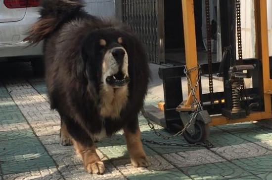 纯种藏獒价格多少钱一只，藏獒价位大概在5000-20000元