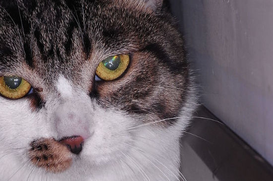 猫咪宫缩多久生第一只