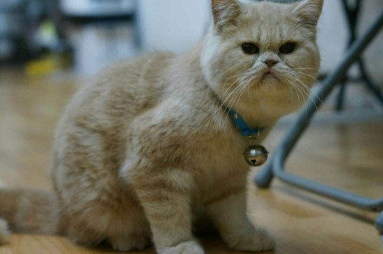 猫比赛比什么