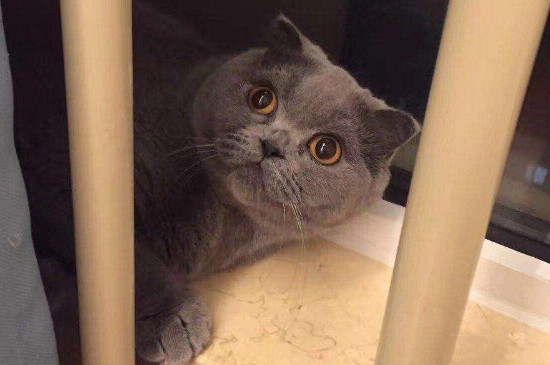 英短折耳猫怎么养