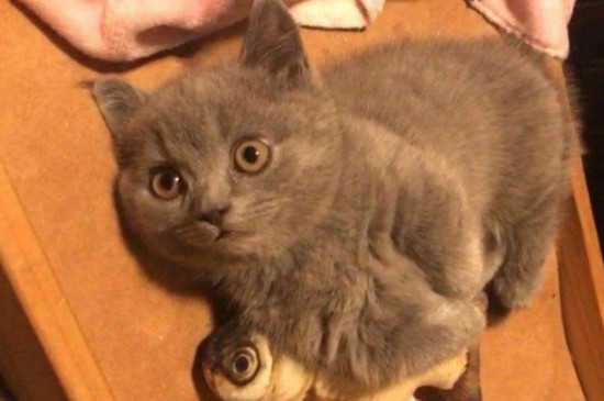 幼猫喉咙咕咕叫