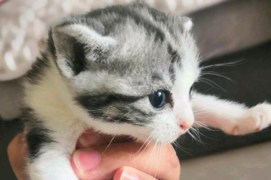猫一次可以吃多少鸡心