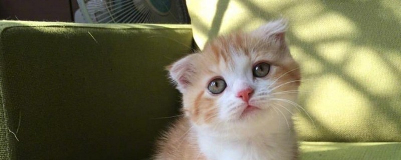 猫呼吸声重鼻塞